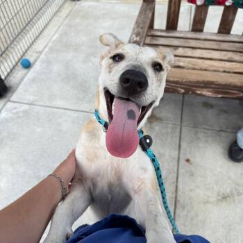 Soda Bread -  Labrador Retriever Dog for Adoption in Long Beach, California - Soda Bread | PetCurious
