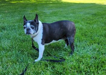 Kira -  Boston Terrier Dog for Adoption in Rathdrum, Idaho - Kira | PetCurious