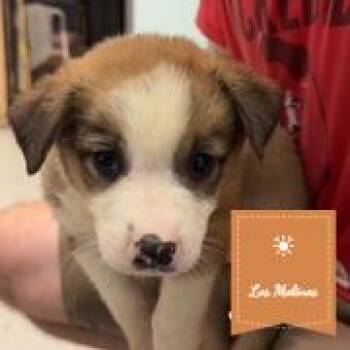 Ali -  Cattle Dog Dog for Adoption in St. Augustine, Florida - Ali | PetCurious
