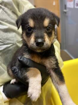 Nanuq -  Mixed Breed Dog for Adoption in Wichita, Kansas - Nanuq | PetCurious