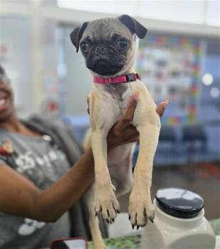 PELENOLPE -  Pug and Mixed Breed Dog for Adoption in Dallas, Texas - PELENOLPE | PetCurious