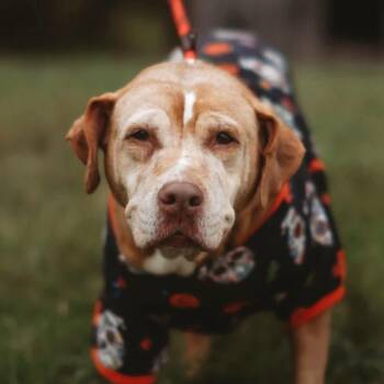 Roadie (20260924-05) -  Boxer Dog for Adoption in Niagara Falls, Ontario - Roadie (20260924-05) | PetCurious