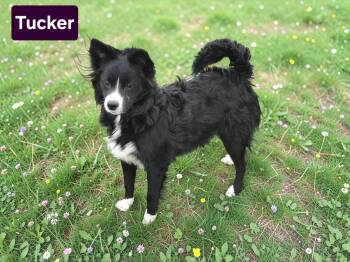 Chihuahua and Labrador Retriever Dogs Available for Adoption - Tucker Or Asher | PetCurious