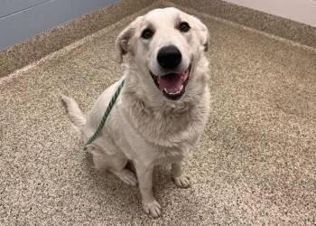 SYD -  Great Pyrenees and Mixed Breed Dog for Adoption in Colorado Springs, Colorado - SYD | PetCurious