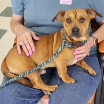 Hummer -  Dachshund and Mixed Breed Dog Available for Adoption in Birmingham, Alabama - Hummer | PetCurious