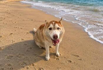 Siberian Husky Dogs Available for Adoption in Doral, Florida - MOCHALATTE | PetCurious