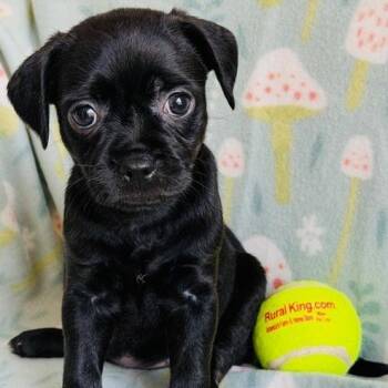 Chihuahua and Pug Dogs Available for Adoption in Williston, Florida - Monica | PetCurious