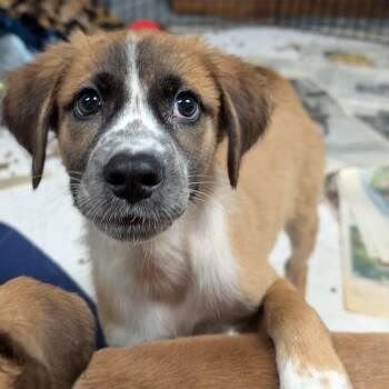 Dezi -  Retriever and Collie Dog for Adoption in Minneapolis, Minnesota - Dezi | PetCurious