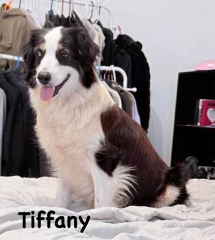 Border Collie Dogs Available for Adoption in Carrollton, Texas - Tiffany | PetCurious