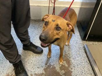 Willis -  Black Mouth Cur Dog for Adoption in Mobile, Alabama - Willis | PetCurious