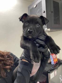 Pit Bull Terrier and Labrador Retriever Dogs Available for Adoption - Solomon | PetCurious