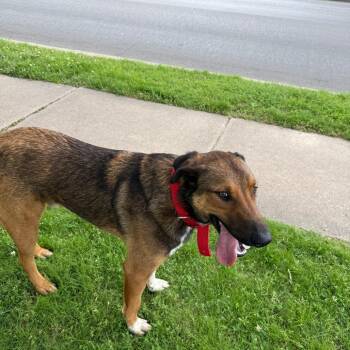 Mixed Breed Dogs Available for Adoption in Tulsa, Oklahoma - Randall | PetCurious