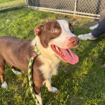 Ripley -  Labrador Retriever and Australian Shepherd Dog for Adoption in Canton, Illinois - Ripley | PetCurious