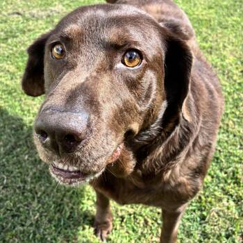 Brinkley -  Chocolate Labrador Retriever Dog for Adoption in Emporia, Virginia - Brinkley | PetCurious