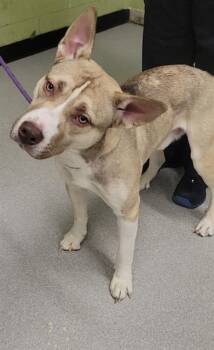 German Shepherd Dog and Mixed Breed Dogs Available for Adoption in Indianapolis, Indiana - YAHOOLIGAN | PetCurious