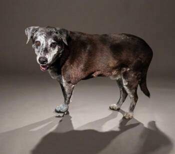 SEYMORE -  Mixed Breed Dog for Adoption in Jacksonville, Florida - SEYMORE | PetCurious