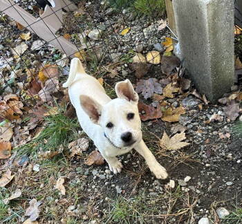 Rescue Mixed Breed Dogs for Adoption in Shelburne, Vermont - Brie | PetCurious