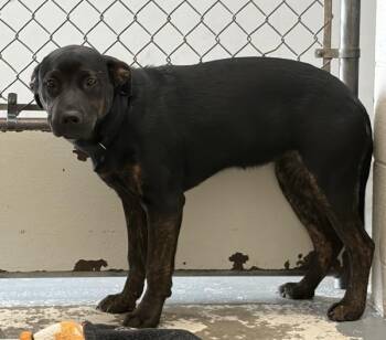 Rottweiler and Shepherd Dogs Available for Adoption in Vancouver, Washington - Bat Girl | PetCurious