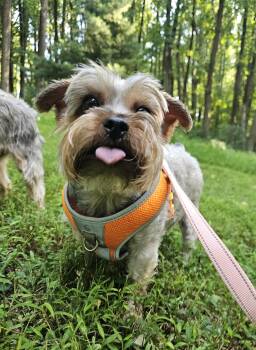 Jiggy and Joe -  Yorkshire Terrier Dog for Adoption in Columbia, Maryland - Jiggy And Joe | PetCurious