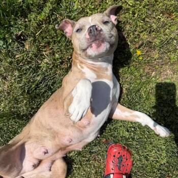Linda -  Mixed Breed Dog for Adoption in Winston-salem, North Carolina - Linda | PetCurious