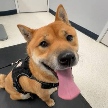 Kona -  Shiba Inu Dog for Adoption in Glenwood, Minnesota - Kona | PetCurious