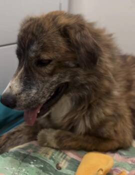 Orion -  Anatolian Shepherd Dog for Adoption in Palm Desert, California - Orion | PetCurious