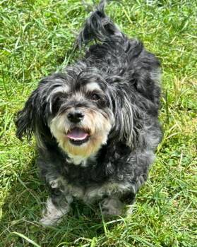 Pudding -  Terrier Dog for Adoption in Brunswick, Ohio - Pudding | PetCurious