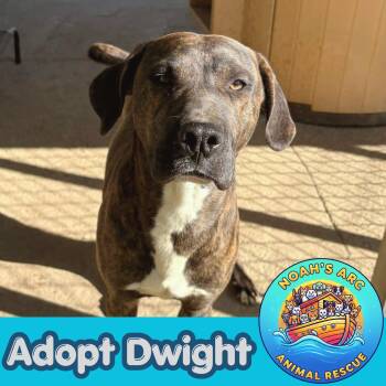 Mixed Breed Dogs Available for Adoption - Dwight | PetCurious