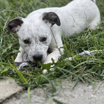 Bert -  Mixed Breed Dog for Adoption in Christiansburg, Virginia - Bert | PetCurious