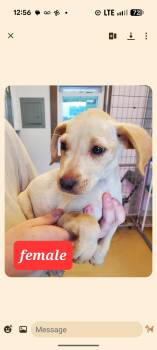 SORBET -  Labrador Retriever and Collie Dog for Adoption in Pemberton Township, New Jersey - SORBET | PetCurious