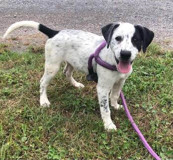 Patches -  Beagle Dog for Adoption in Elkins, West Virginia - Patches | PetCurious