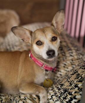 Doris -  Chihuahua Dog for Adoption in Pasadena, California - Doris | PetCurious