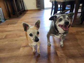 Rescue Chihuahua Dogs for Adoption in Whitewater, Wisconsin - Jospeh | PetCurious