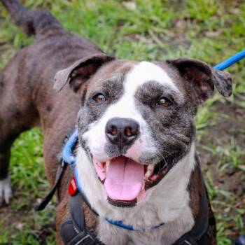 American Bulldog Dogs Available for Adoption in Hattiesburg, Mississippi - Tommy | PetCurious