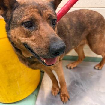 Mixed Breed Dogs Available for Adoption in Memphis, Tennessee - Rya | PetCurious