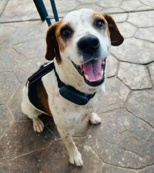 Gregarious Mr Georgio ~ Bodacious Beagle Boy ! -  Beagle Dog Available for Adoption in North Valley, New Mexico - Gregarious Mr Georgio ~ Bodacious Beagle Boy ! | PetCurious