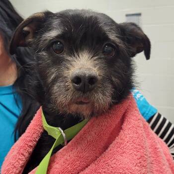 Dachshund and Terrier Dogs Available for Adoption in Chattanooga, Tennessee - Slinky (AKA Tootsie) | PetCurious