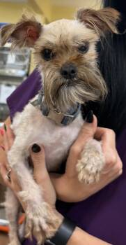 Hugging 0159 -  Shih Tzu Dog for Adoption in Waldorf, Maryland - Hugging 0159 | PetCurious
