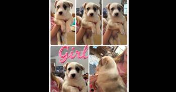 Catahoula Leopard Dog Dogs Available for Adoption in Naperville, Illinois - Amanda | PetCurious