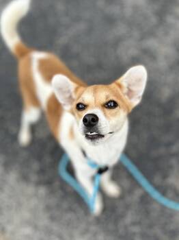 Rescue Jack Russell Terrier and Chihuahua Dogs for Adoption in West Falls, New York - Weeble | PetCurious