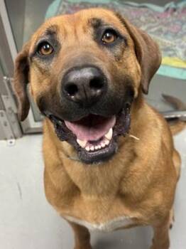 Rescue Rhodesian Ridgeback and German Shepherd Dog Dogs for Adoption in Bellingham, Washington - Zuzu | PetCurious