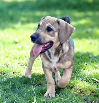 Jack -  Dachshund and Beagle Dog for Adoption in Austin, Texas - Jack | PetCurious