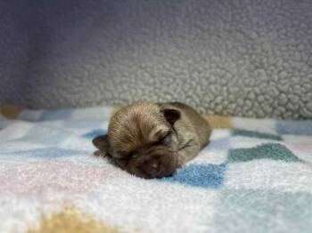 Rescue Chihuahua Dogs for Adoption in Christiansburg, Virginia - Twix | PetCurious