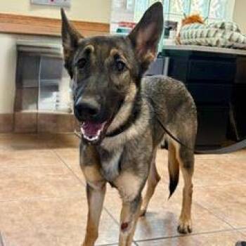 Rescue German Shepherd Dog Dogs for Adoption in Green Valley, Arizona - Nala | PetCurious