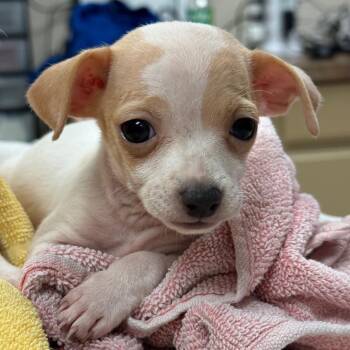 Dragonfly -  Chihuahua Dog for Adoption in Goleta, California - Dragonfly | PetCurious