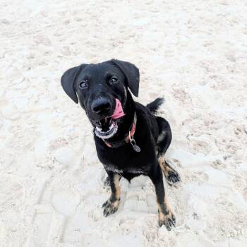 Ceiba -  Mixed Breed Dog for Adoption in North Vancouver, British Columbia - Ceiba | PetCurious