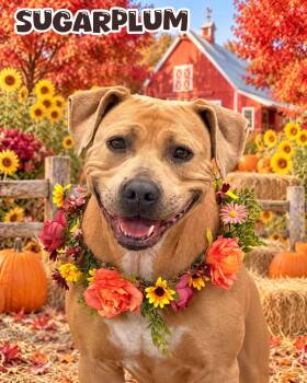 Sugarplum -  Mixed Breed Dog for Adoption in Flint, Michigan - Sugarplum | PetCurious