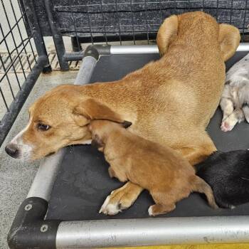 Carmel -  Mixed Breed Dog for Adoption in Kingman, Kansas - Carmel | PetCurious