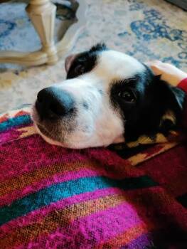 Rescue Border Collie Dogs for Adoption in Chicopee, Massachusetts - SHELBY | PetCurious