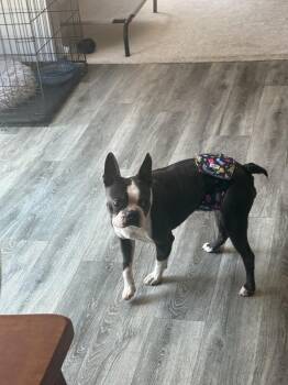 Rescue Boston Terrier Dogs for Adoption in Waukesha, Wisconsin - Winston | PetCurious